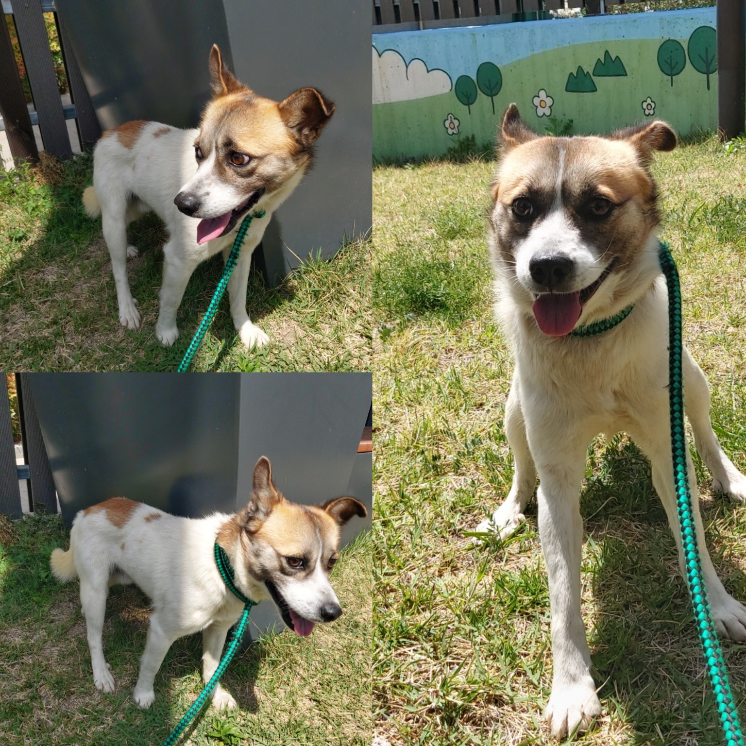 경주동물사랑보호센터_447505202500368